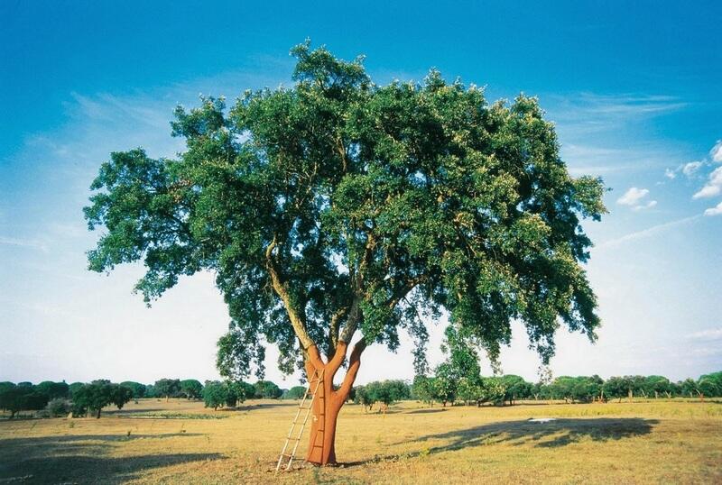 Magia korka, czyli ciepło o każdej porze roku!
