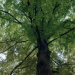 800_wspoacutepracagrupyveluxiwwf1