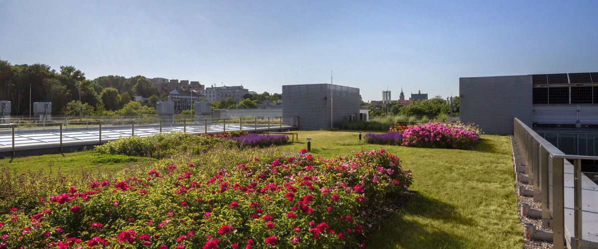 Natura inspiruje na dachu uczelni: Jak powstawał zielony dach na Wydziale Neofilologii Uniwersytetu Warszawskiego?