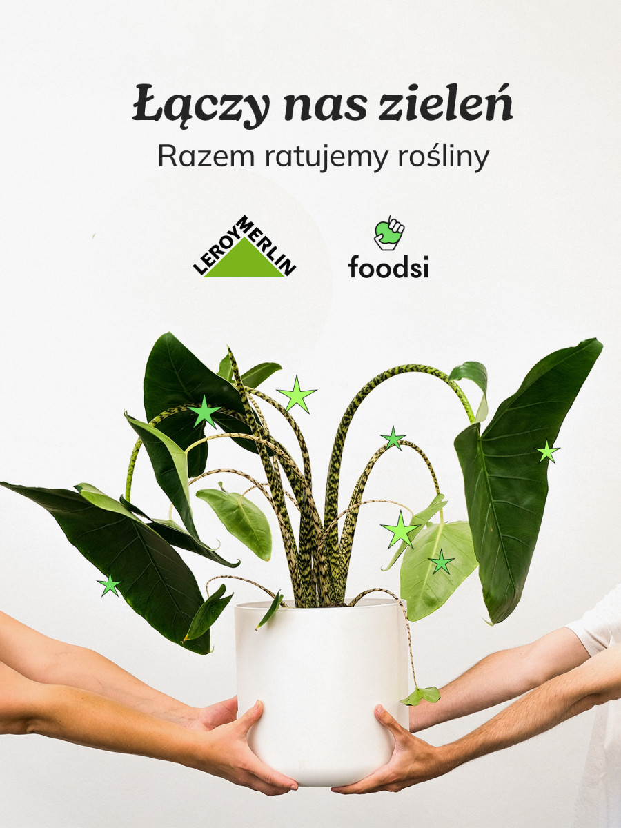 Leroy Merlin Polska i Foodsi razem przeciw marnowaniu roślin  – trwa pilotaż w warszawskich sklepach